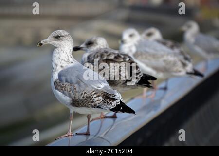 Gabbiani che si allineano sulle ringhiere del mare a Blackpool Foto Stock