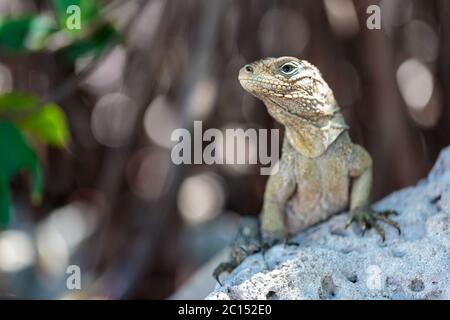 Iguana selvaggia, Cuba Foto Stock