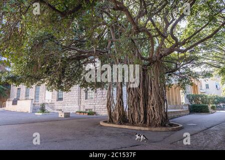 Albero branchy Banyan nel campus dell'Università americana di Beirut a Beirut, Libano Foto Stock