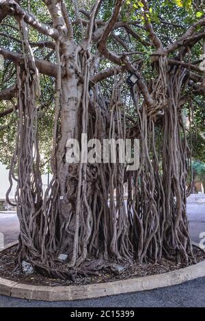 Albero branchy Banyan nel campus dell'Università americana di Beirut a Beirut, Libano Foto Stock