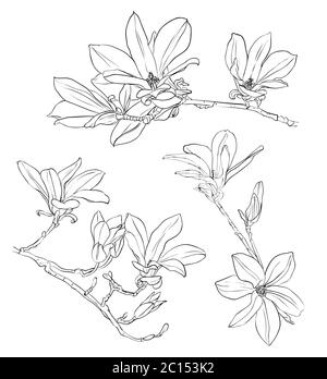 Set di disegni realistici magnolia disegnati a mano Illustrazione Vettoriale