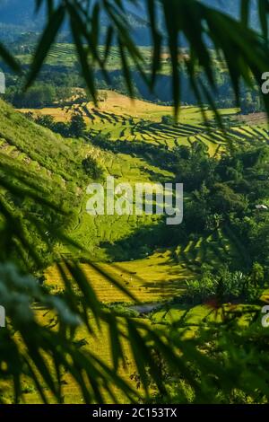 I campi di riso in Sumbava Foto Stock