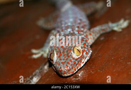 Red spotted gecko Foto Stock