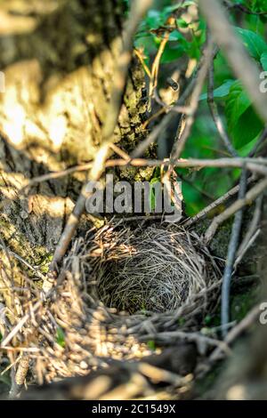 Chiudere fino vuota nido di uccelli nella struttura ad albero Foto Stock