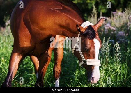 Ritratto di bay horse Foto Stock