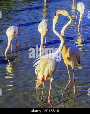 Due fenicotteri rosa comunicano tra loro Foto Stock