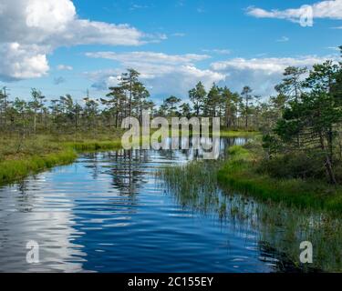 Paesaggio panoramico con laghi di palude blu circondati da piccoli pini e birch e mossi verdi in una giornata estiva con cielo blu e bianche nuvole di cumuli, Foto Stock