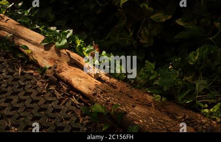 Parte di legno morto caduto che giace sulla pianta dorata di pothos (nome scientifico epimnum aureum) cespuglio vicino al marciapiede in giardino con luce solare del mattino, Foto Stock