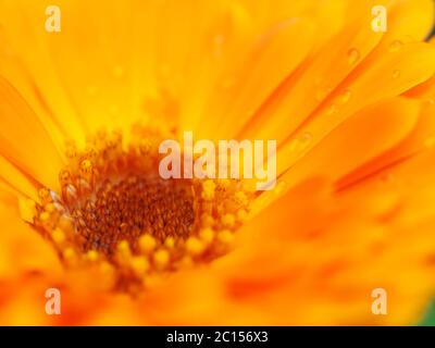 Fiore di arancia della calendula con rugiada. Sfondo. Extreme macro shot Foto Stock