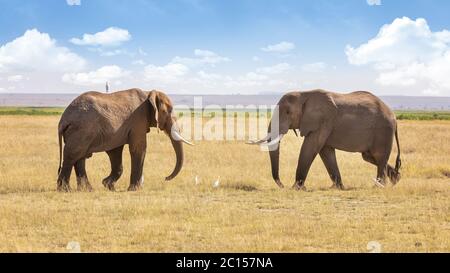 Elefanti africani, Loxodonta africana, camminando l'uno verso l'altro nel Parco Nazionale di Amboseli, Kenya. Le egrette sono a terra, e una è appollaiata sulla Th