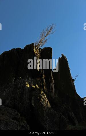 Cresta rocciosa e albero sulla passeggiata di montagna Wenallt Tap, Blaen Pennant vicino a L lanydawdwy Foto Stock