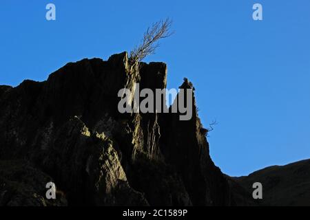 Cresta rocciosa e albero sulla passeggiata di montagna Wenallt Tap, Blaen Pennant vicino a L lanydawdwy Foto Stock