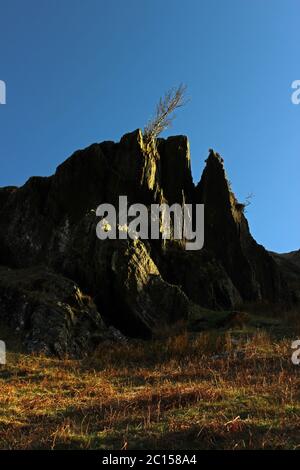 Cresta rocciosa e albero sulla passeggiata di montagna Wenallt Tap, Blaen Pennant vicino a L lanydawdwy Foto Stock