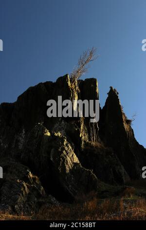 Cresta rocciosa e albero sulla passeggiata di montagna Wenallt Tap, Blaen Pennant vicino a L lanydawdwy Foto Stock