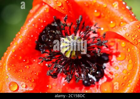 Macro primo piano di fiori di papavero di mais rosso isolati (papaver rhoeas) con petali di papà bagnati e gocce di pioggia (fuoco su pentola di semi) Foto Stock