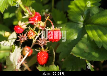 Macro closeup di ramoscello con fragole rosse mature selvatiche (fragaria vesca) nella foresta tedesca Foto Stock