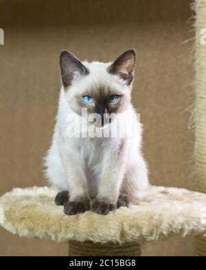 Gattino con capelli lisci di tipo siamese (Mekong bobtail) Foto Stock