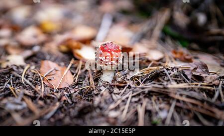 Primo piano immagine di un fungo velenoso Amanita in natura nascosto in muschio vecchio e aghi asciutti, vista closeup. Autunno nella foresta Foto Stock