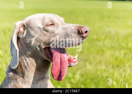 Weimaraner in una giornata calda nel prato. Estrarre la linguetta con dente di arresto. Il cane da caccia si sta raffreddando. Foto Stock