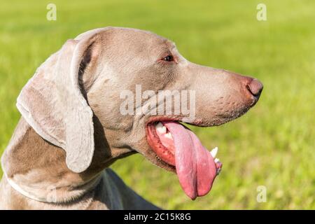 Weimaraner in una giornata calda nel prato. Estrarre la linguetta con dente di arresto. Il cane da caccia si sta raffreddando. Foto Stock