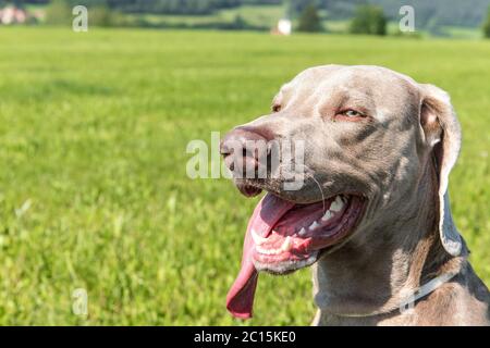 Weimaraner in una giornata calda nel prato. Estrarre la linguetta con dente di arresto. Il cane da caccia si sta raffreddando. Foto Stock