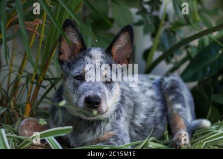 Il cucciolo australiano del cane che si posa nei cespugli guardando la macchina fotografica Foto Stock