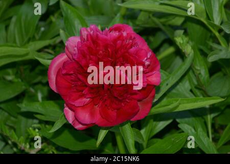 primo piano di una testa di fiore di pony davanti a sfondo verde cespuglio Foto Stock