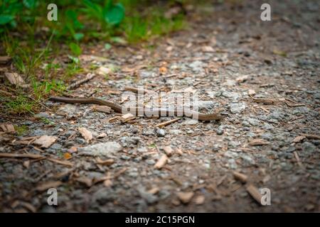 Cieca Worm su un sentiero escursionistico Mitterfels nella foresta bavarese Foto Stock