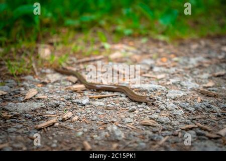 Cieca Worm su un sentiero escursionistico Mitterfels nella foresta bavarese Foto Stock