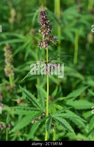 Coltivare i canabi in un campo in Germania Foto Stock