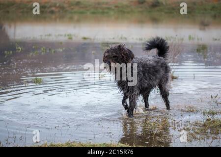 Misto razza cane nero che gioca in acqua a lunghezza intera guardando in lontananza Foto Stock