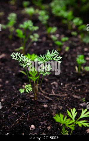 Piantine di carote Foto Stock