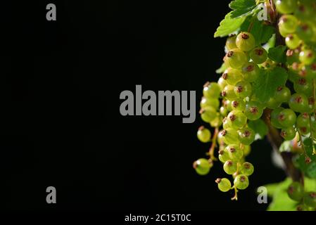 Ribes verde non maturo su un arbusto su sfondo scuro in primavera Foto Stock