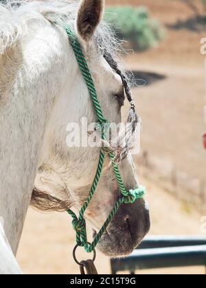 Ritratto di stallone andaluso vicino la stalla al resto closeup Foto Stock