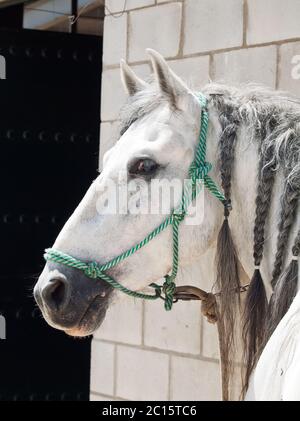 Ritratto di stallone andaluso vicino alla stabile in corrispondenza del resto Foto Stock