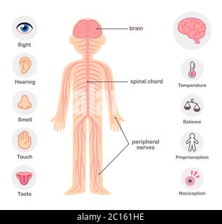 Elementi della mappa infografica del sistema nervoso. Nervi, colonna vertebrale, cervello e cinque sensi. Illustrazione Vettoriale