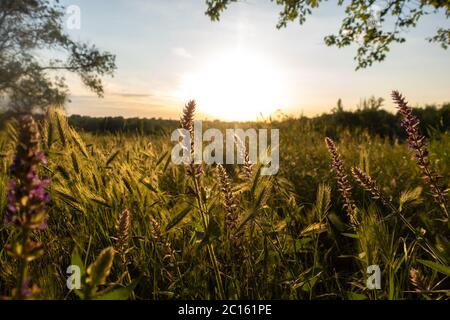Campo di salvia (salvia) in fiore e di erba ragionata. Prato estivo al tramonto. Fiori selvatici e grano nei raggi luminosi del sole che tramonta. Foto Stock
