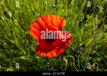 Papavero rosso brillante (papavero rhoeas papavero comune, rosa di mais, papavero campo) sullo sfondo di erba verde. Fiore estivo, vista ravvicinata di peta rossa Foto Stock