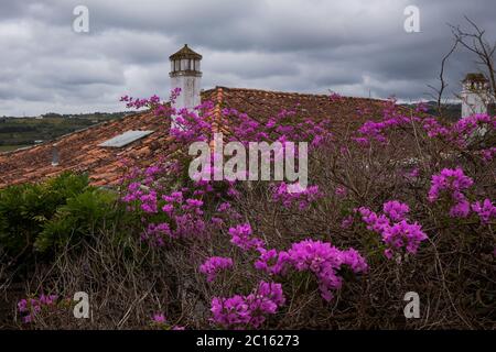 Óbidos, Portogallo - famosa destinazione turistica per la sua architettura e la sua storia - Case tradizionali dai colori vivaci con fiori Foto Stock