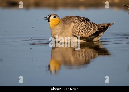 Sandgrouse coronato (Pterocles coronatus) Foto Stock