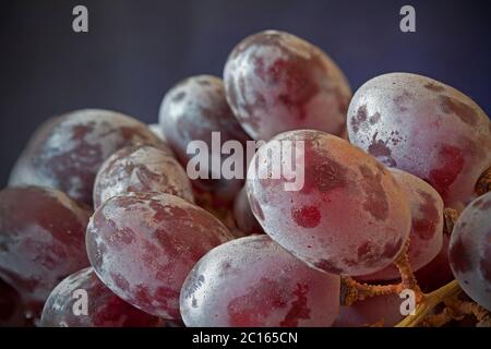 Uve rosse sulla vite ricoperta di fioritura Foto Stock