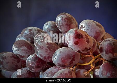 Uve rosse sulla vite ricoperta di fioritura Foto Stock