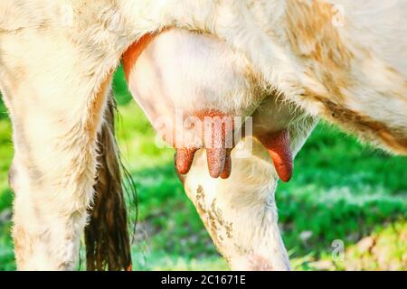 primo piano sulla mammella di una vacca giovane in un prato Foto Stock