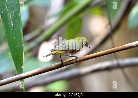 Un occhio bianco fiancheggiato da castagne (Zosterops erythropleurus) in una foresta di bambù nel nord-est della Thailandia Foto Stock