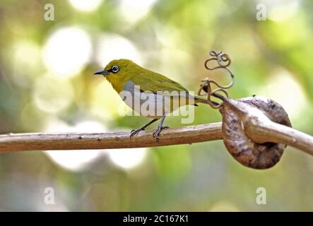 Un occhio Bianco Orientale (Zosterops palpebrosus siamensis) arroccato su un piccolo ramo nella foresta nella Thailandia occidentale Foto Stock