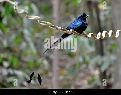 Un Drongo (Dicrurus paradisseus) dalla coda di racchetta più grande arroccato nella foresta della Thailandia occidentale Foto Stock