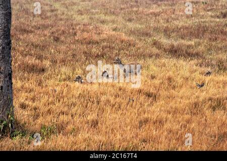 Giovane femmina indiana Hog Deer (Hyelaphus porcinus) al mattino presto svegliarsi nella lunga erba della Thailandia nord orientale Foto Stock