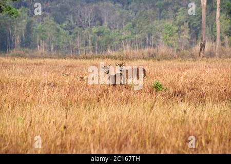 Giovane femmina indiana Hog Deer (Hyelaphus porcinus) al mattino presto svegliarsi nella lunga erba della Thailandia nord orientale Foto Stock