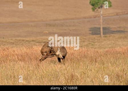 Un Hog Deer indiano Stag (Hyelaphus porcinus) nella lunga erba della Thailandia nord orientale Foto Stock