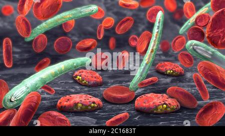 Malaria patogeno che causa la malattia della malaria e le cellule del sangue nella circolazione del sangue - illustrazione 3d Foto Stock